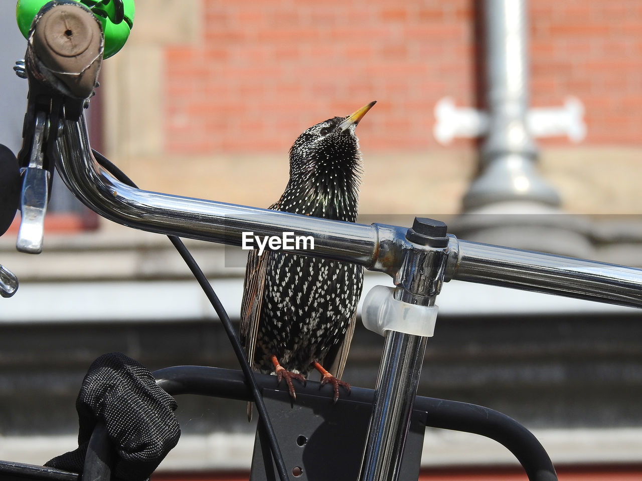 CLOSE-UP OF A BIRD