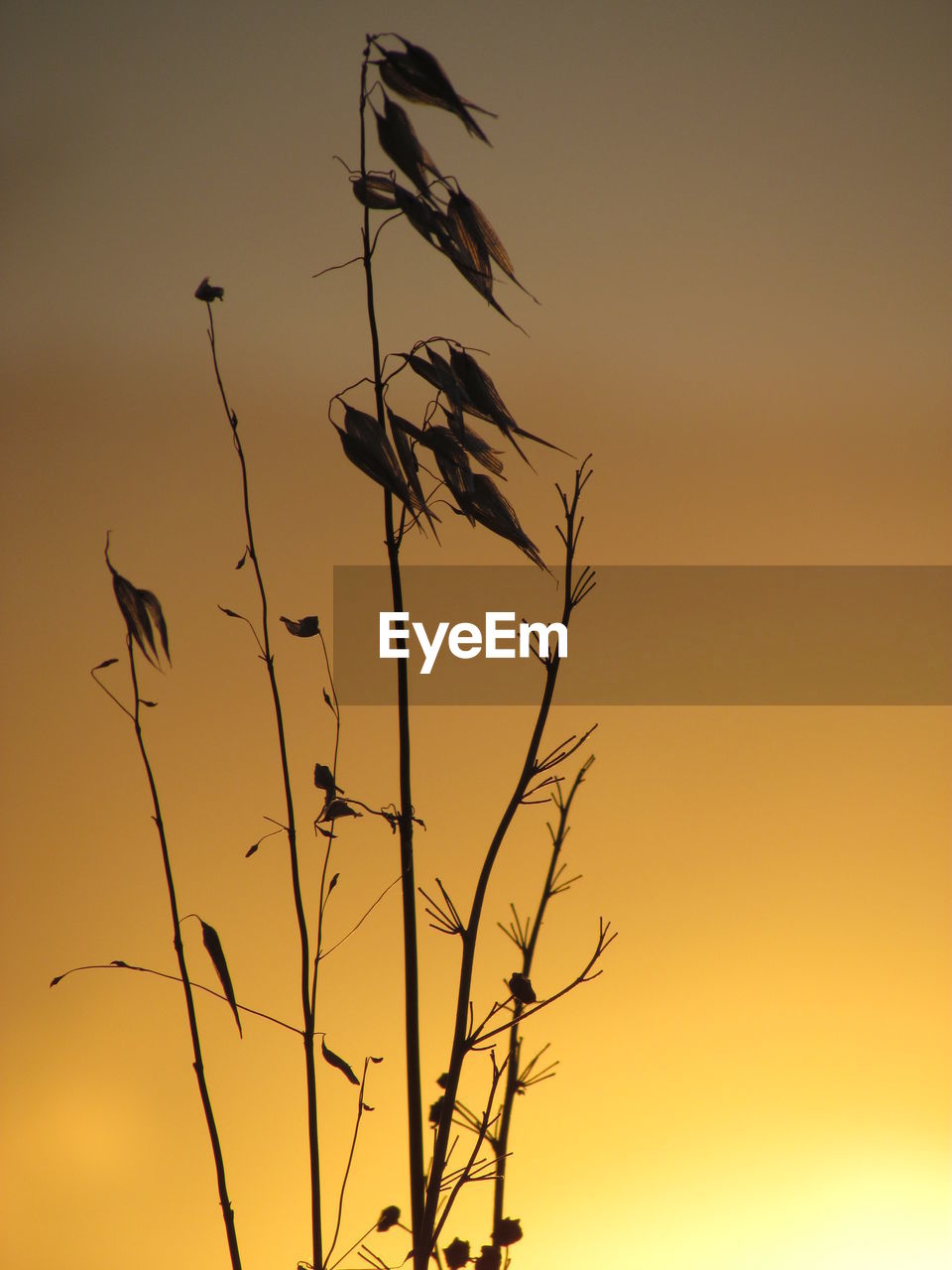 Low angle view of silhouette plants against orange sky