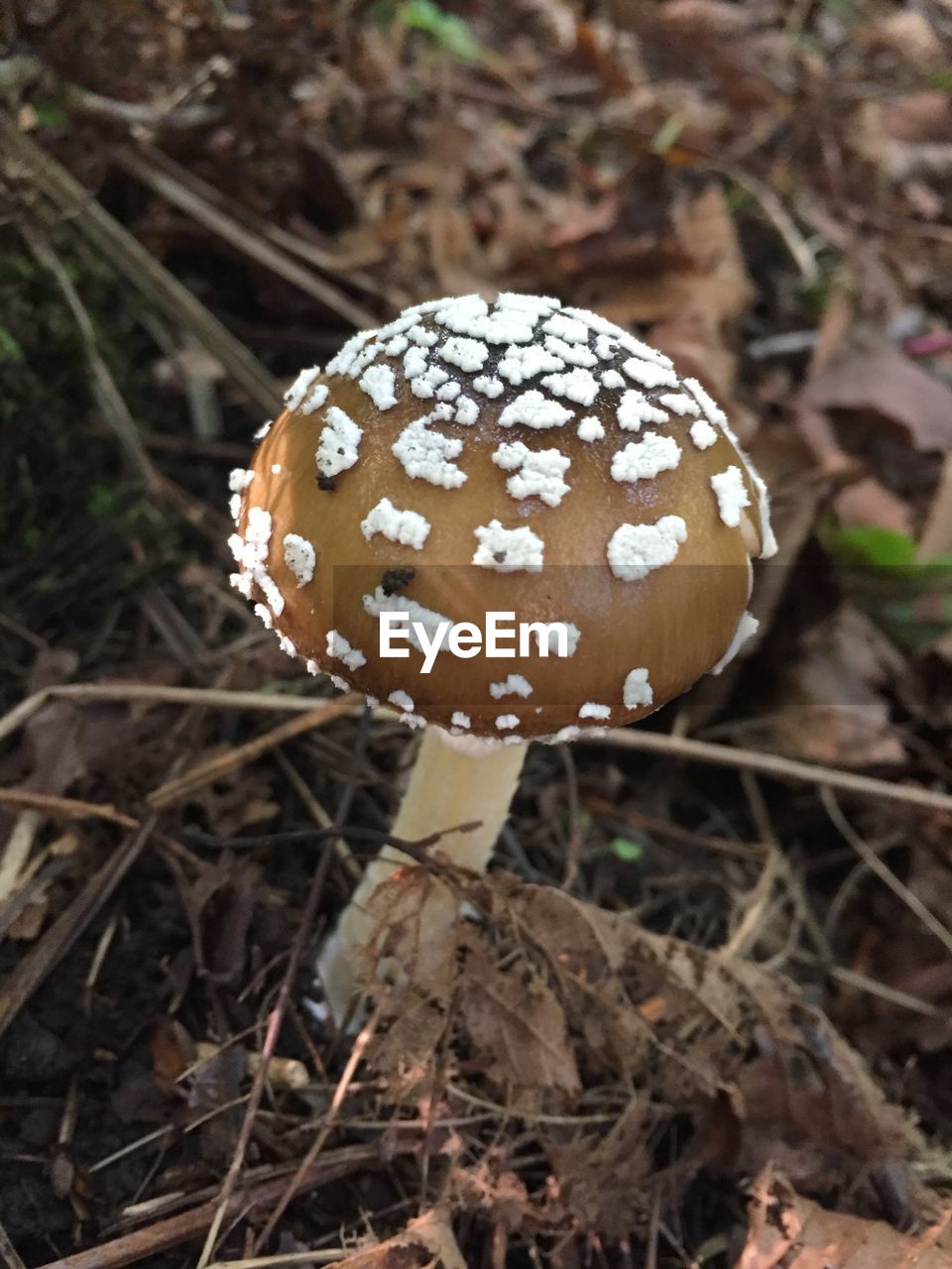 CLOSE-UP OF MUSHROOMS GROWING ON FIELD