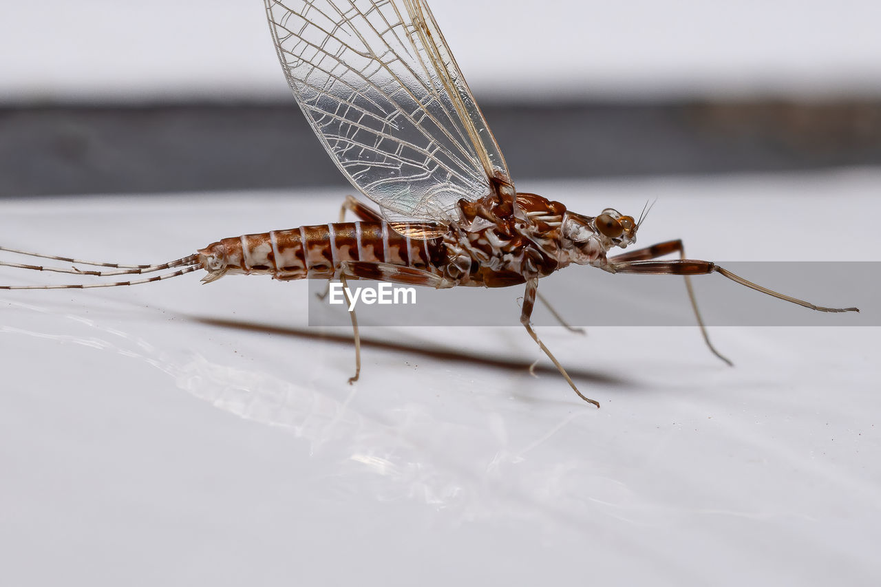 CLOSE-UP OF INSECT ON WHITE BACKGROUND