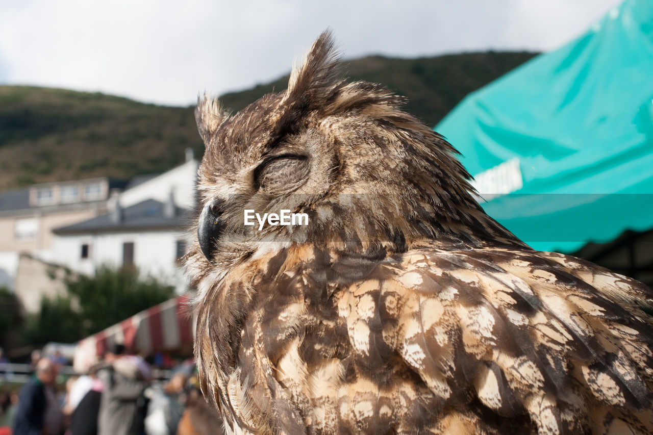 Close-up of an owl