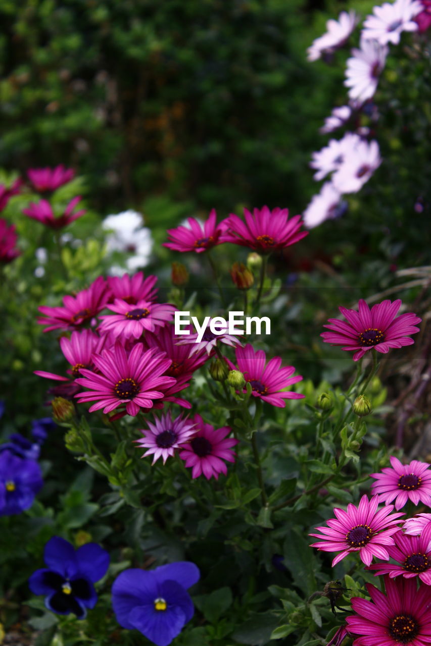 Close-up high angle view of flowers