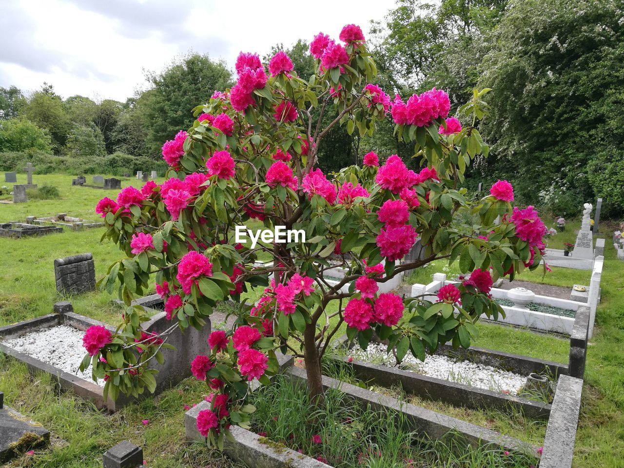 PINK FLOWERING PLANTS AGAINST SKY