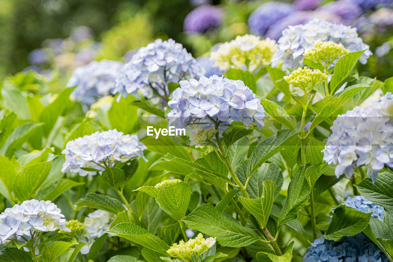 CLOSE-UP OF PURPLE FLOWERING PLANT