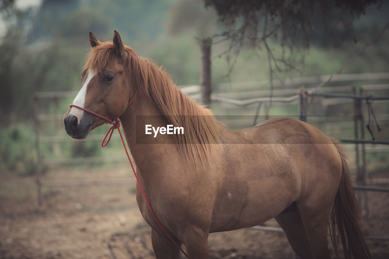 Horse standing in ranch