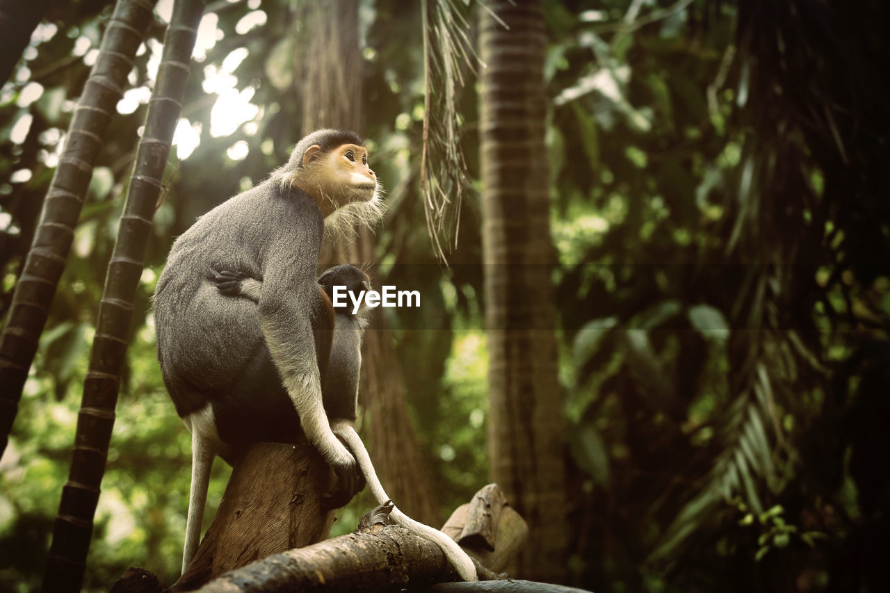 LOW ANGLE VIEW OF GORILLA SITTING ON LAND