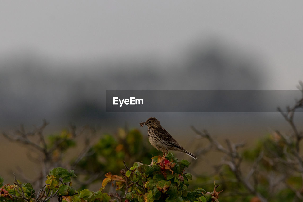 Close-up of bird perching on a plant