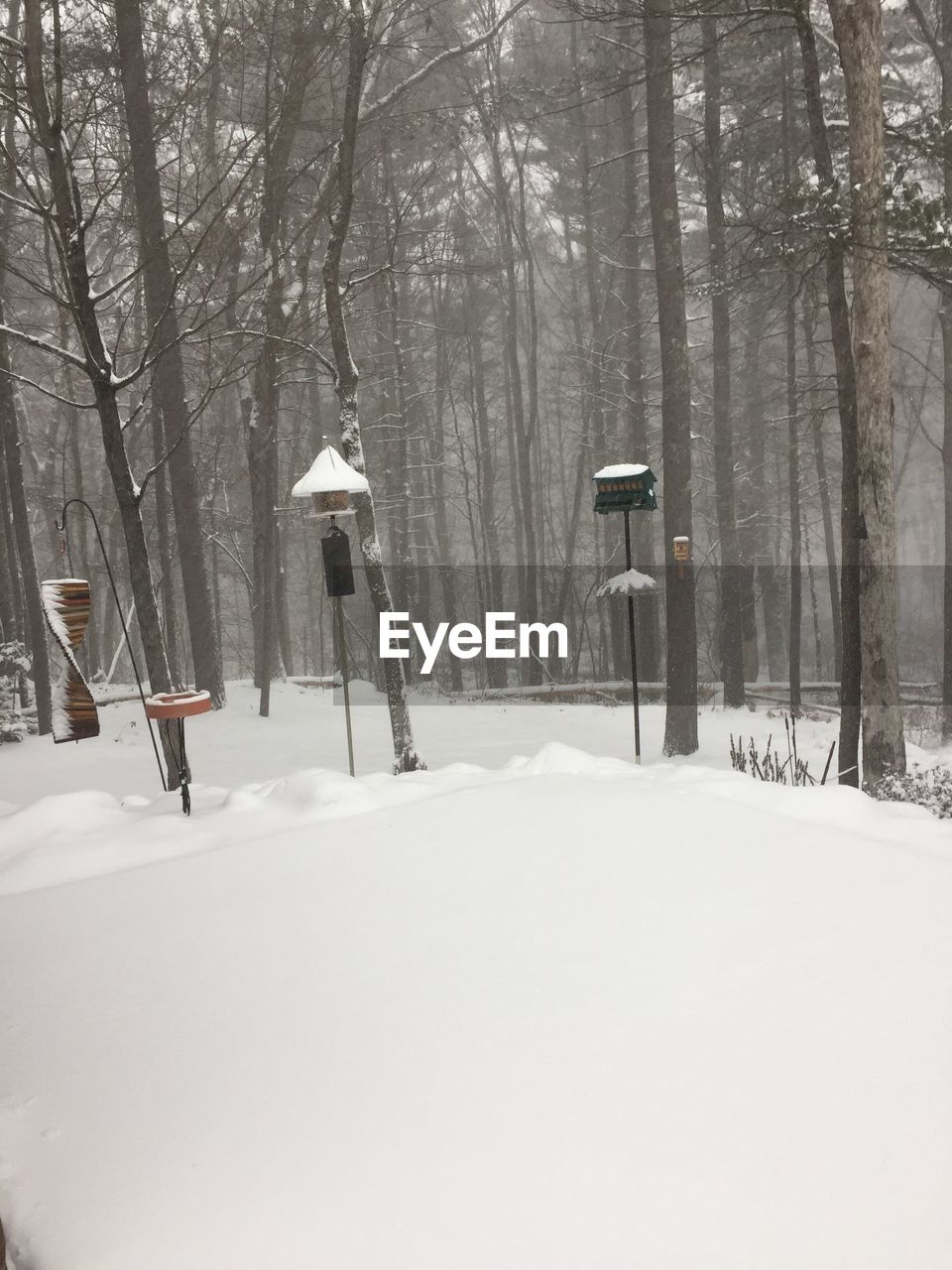 SNOW COVERED LANDSCAPE IN FOREST