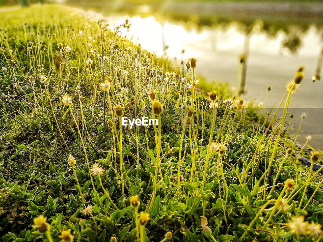 CLOSE-UP OF GRASS