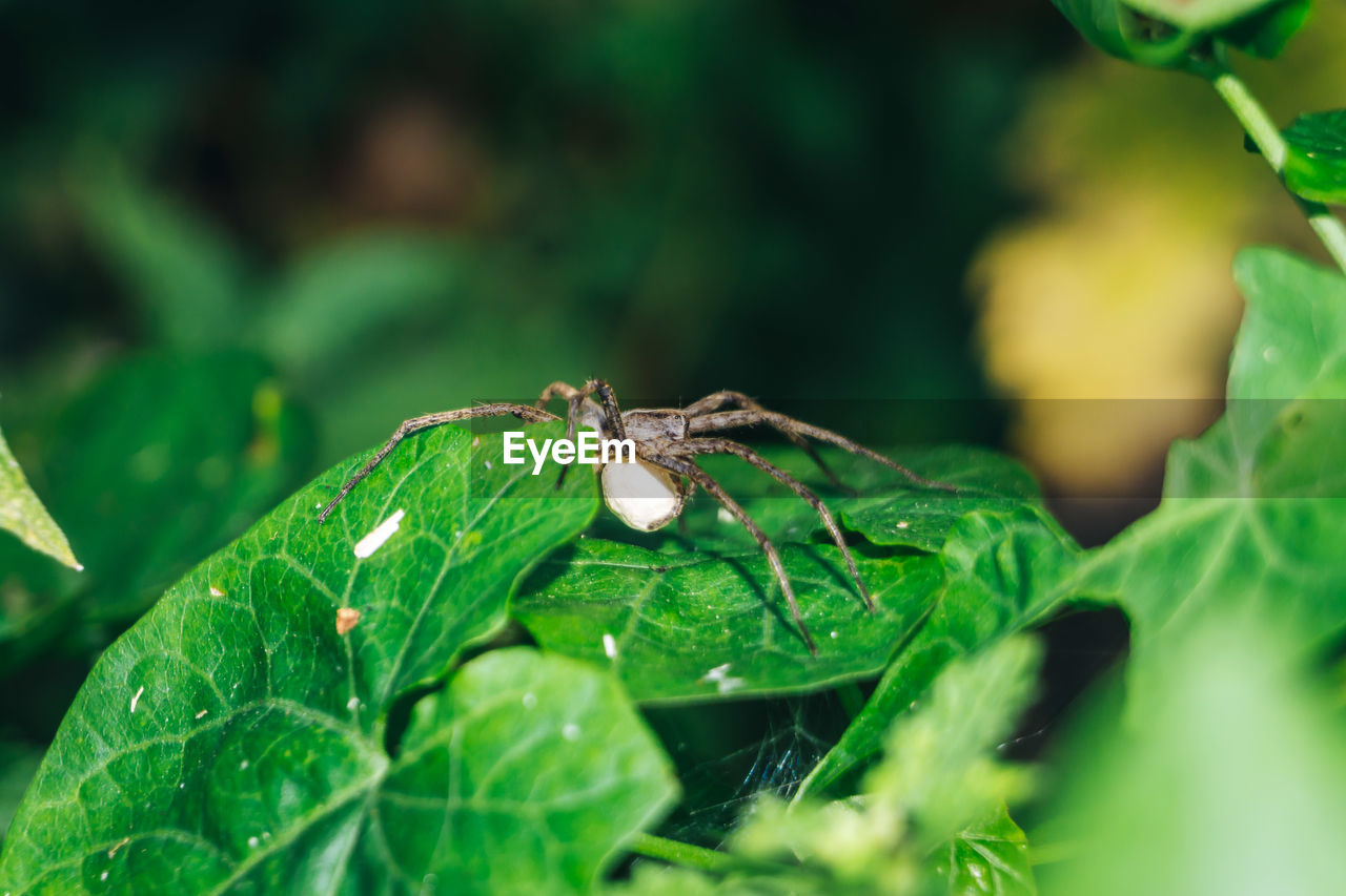 CLOSE-UP OF INSECT ON GREEN LEAF