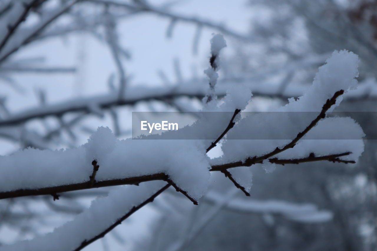 snow, winter, cold temperature, branch, freezing, tree, nature, plant, frost, black and white, no people, beauty in nature, monochrome, focus on foreground, frozen, twig, environment, outdoors, ice, day, tranquility, close-up, white, bare tree, land, scenics - nature, leaf, forest