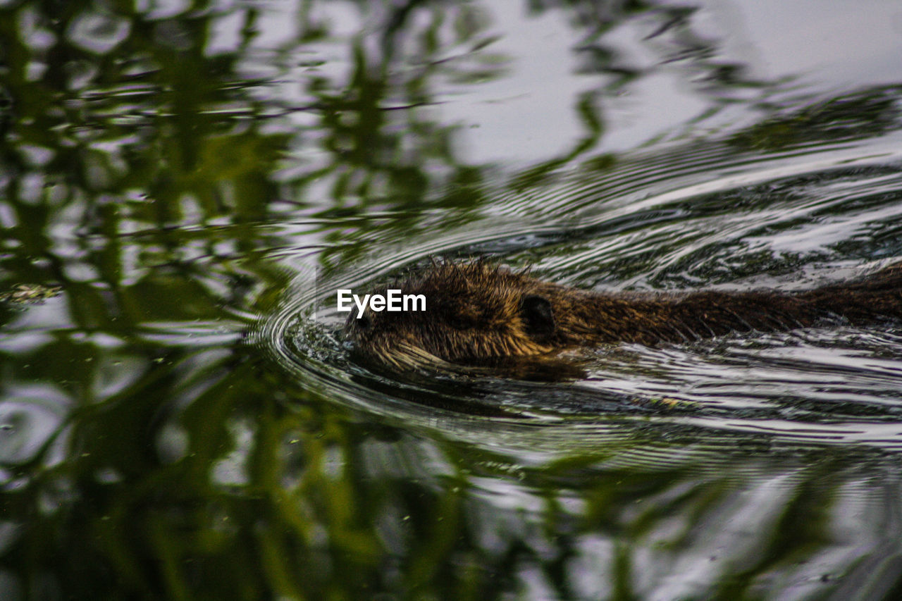 CLOSE-UP OF TURTLE IN LAKE