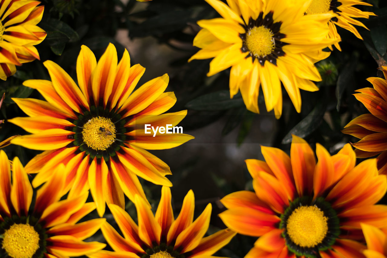 CLOSE-UP OF YELLOW FLOWERING PLANT