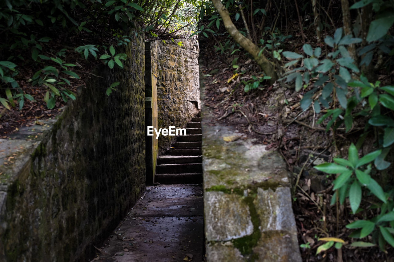 FOOTPATH IN FOREST