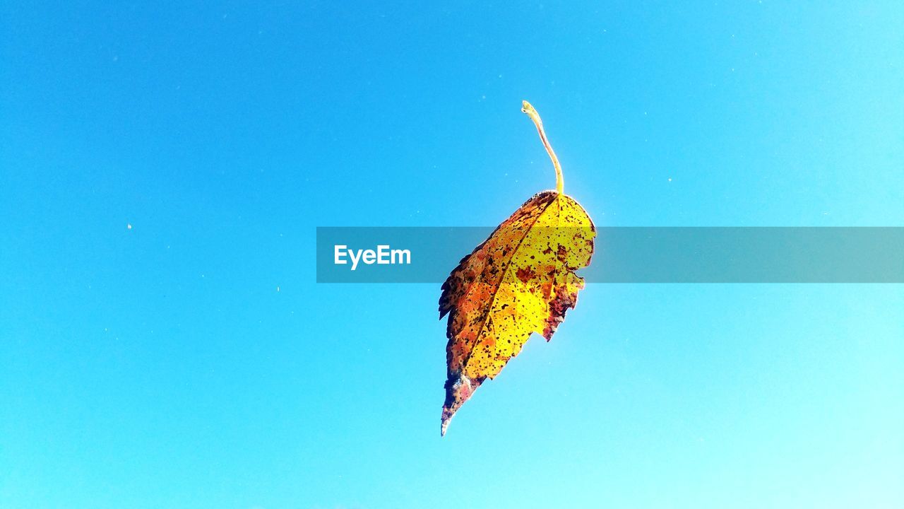 CLOSE-UP OF BUTTERFLY FLYING OVER BLUE SKY