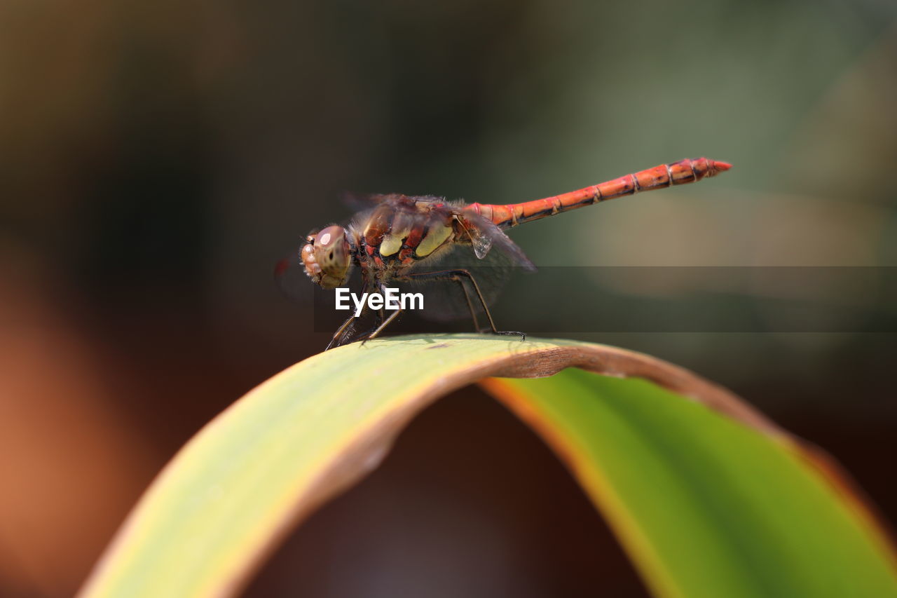 Close-up of insect on leaf