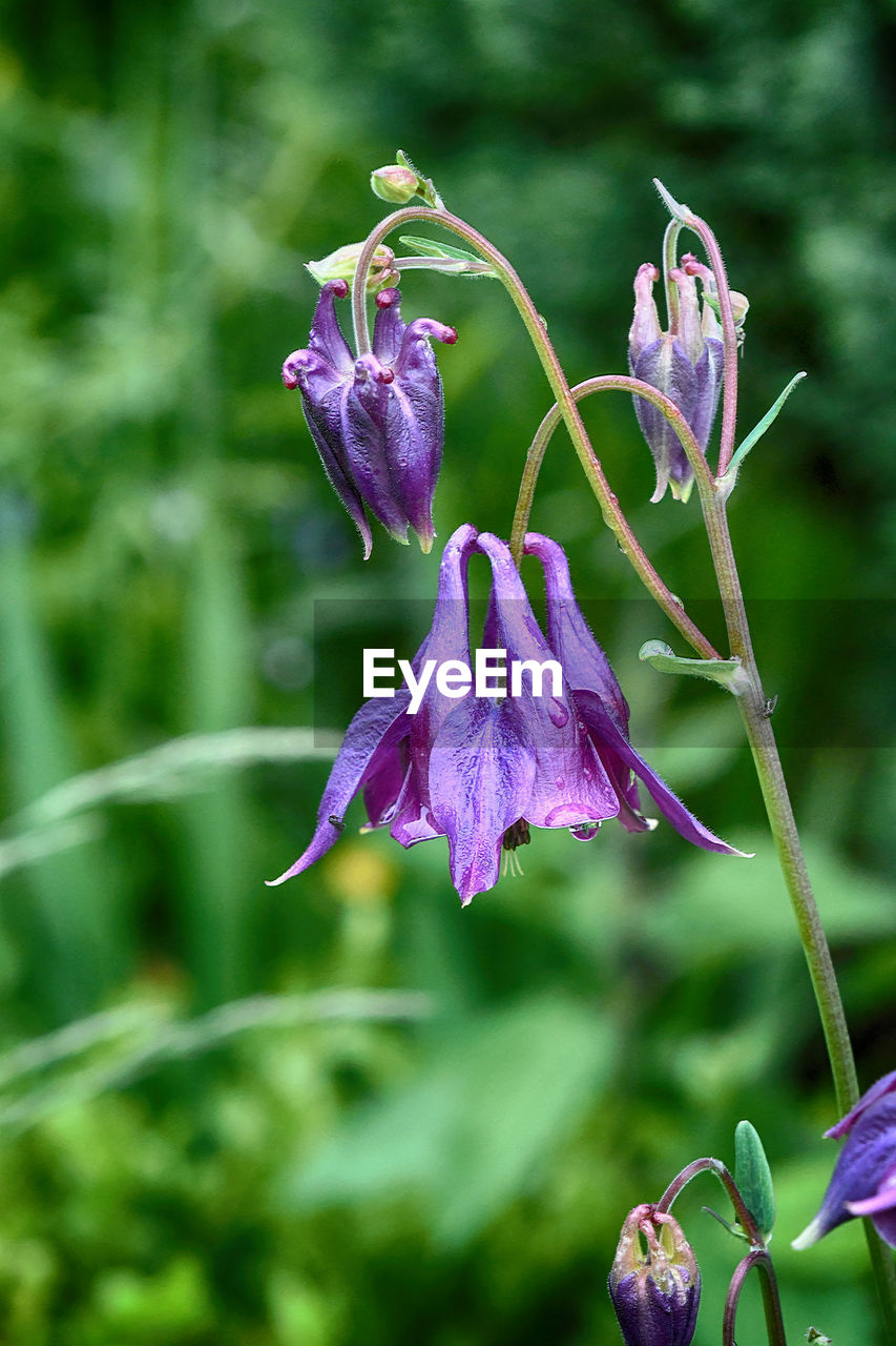 Close-up of purple flowers