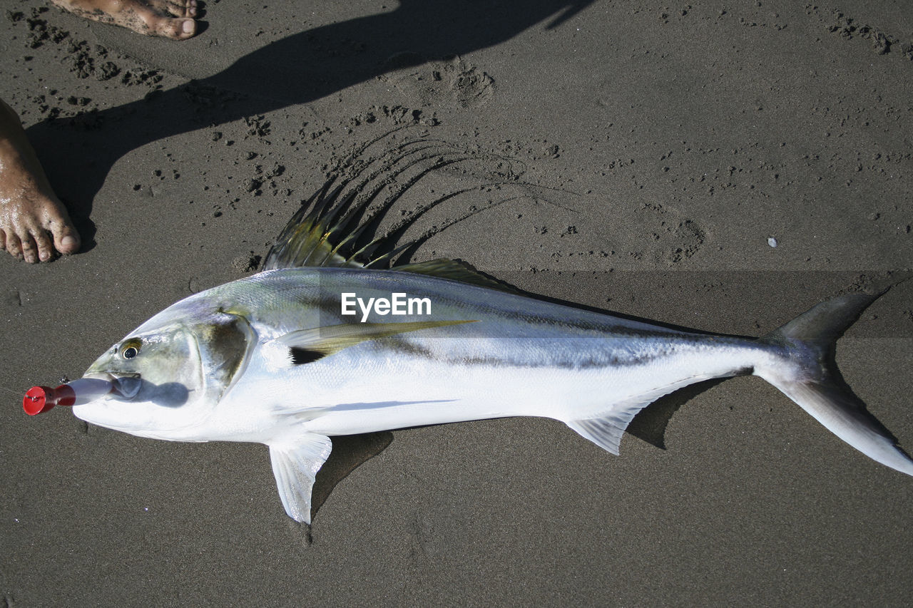 Low section of person standing by dead fish on sand at beach