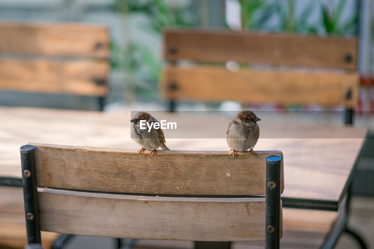 Close-up of sparrows perching on chair at outdoor cafe