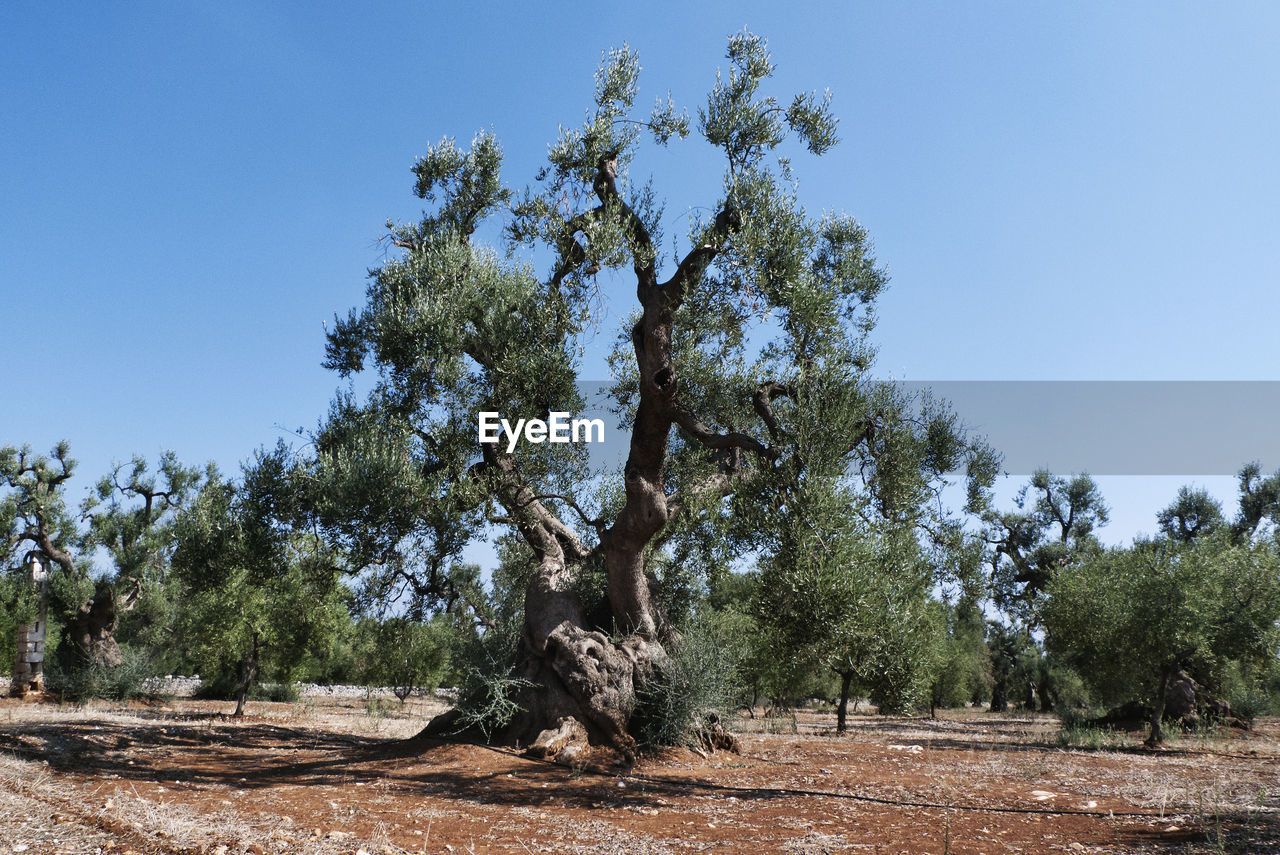 TREES GROWING ON FIELD AGAINST CLEAR SKY