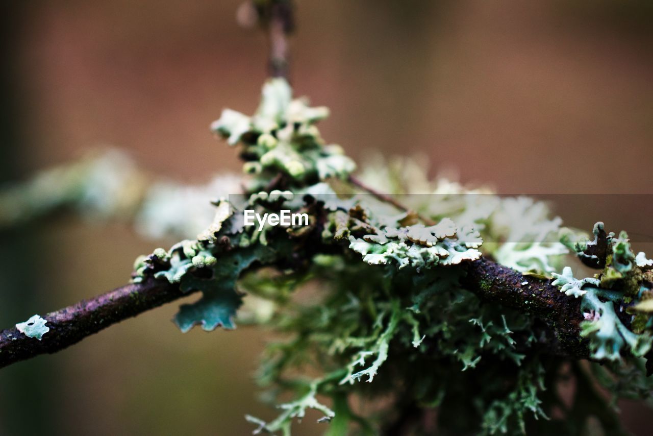 CLOSE-UP OF FROZEN PLANT ON TREE