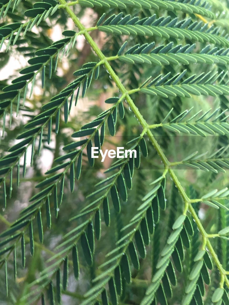 Full frame shot of plants