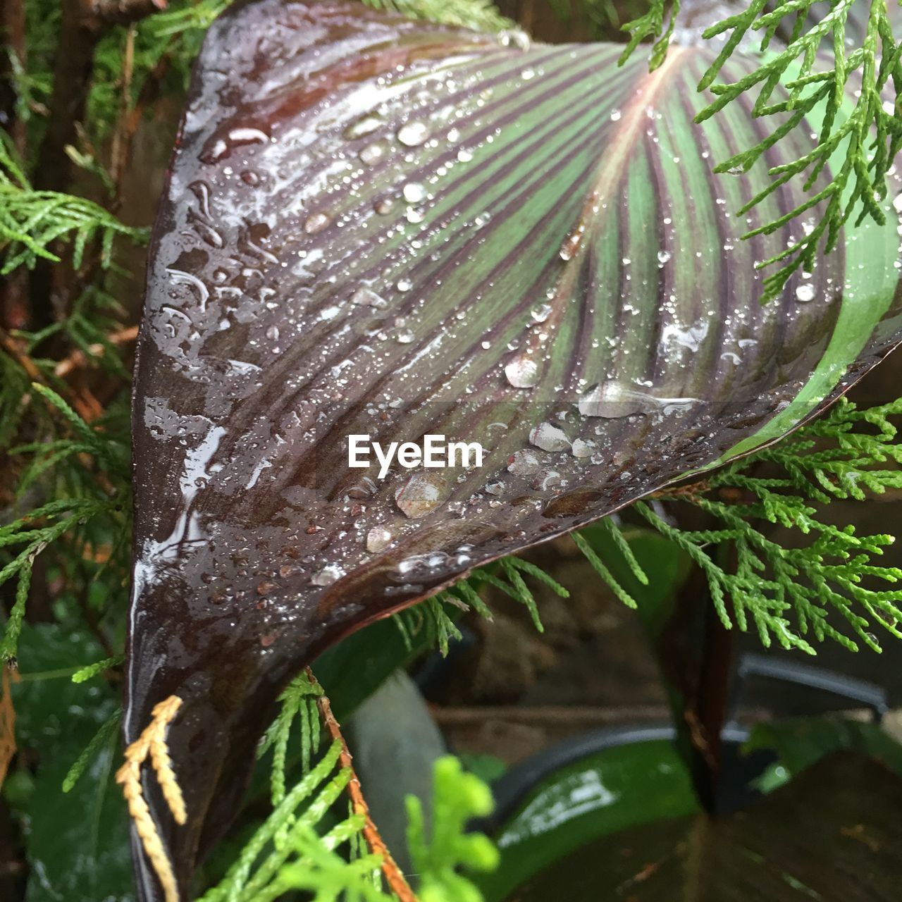 CLOSE-UP OF WATER DROPS ON LEAVES