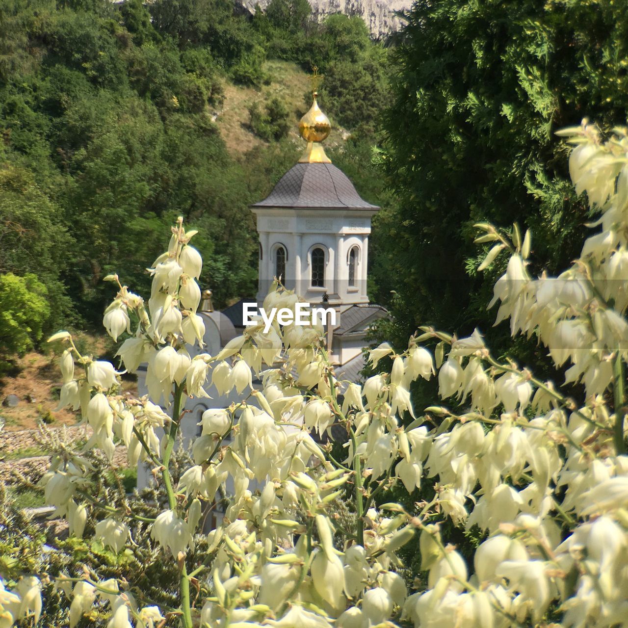 VIEW OF FLOWERS ON TREE AGAINST SKY