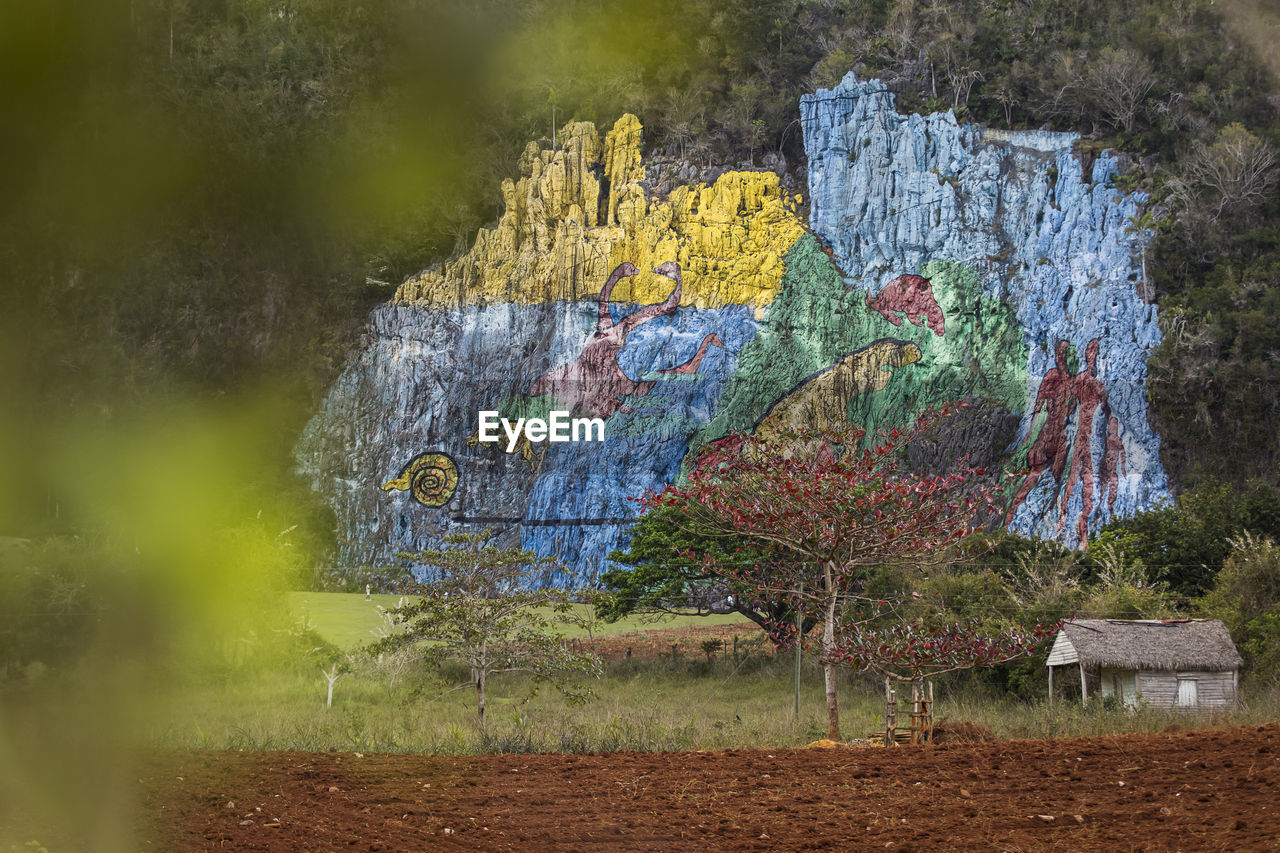 GRAFFITI ON WALL OF TREES