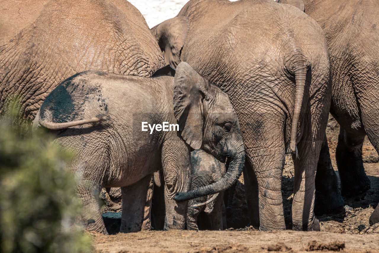 VIEW OF ELEPHANT IN THE ANIMAL