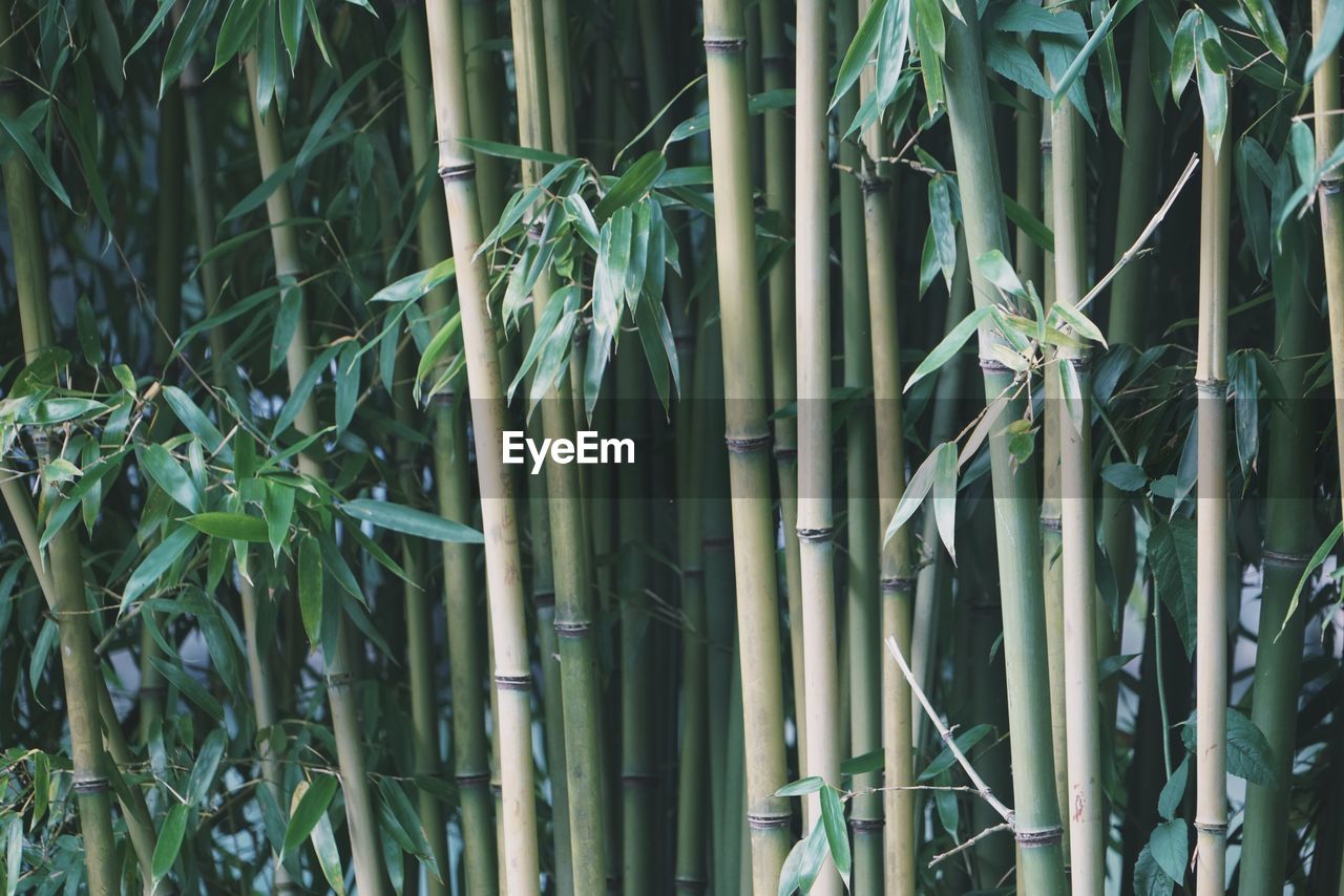 Full frame shot of bamboo plants