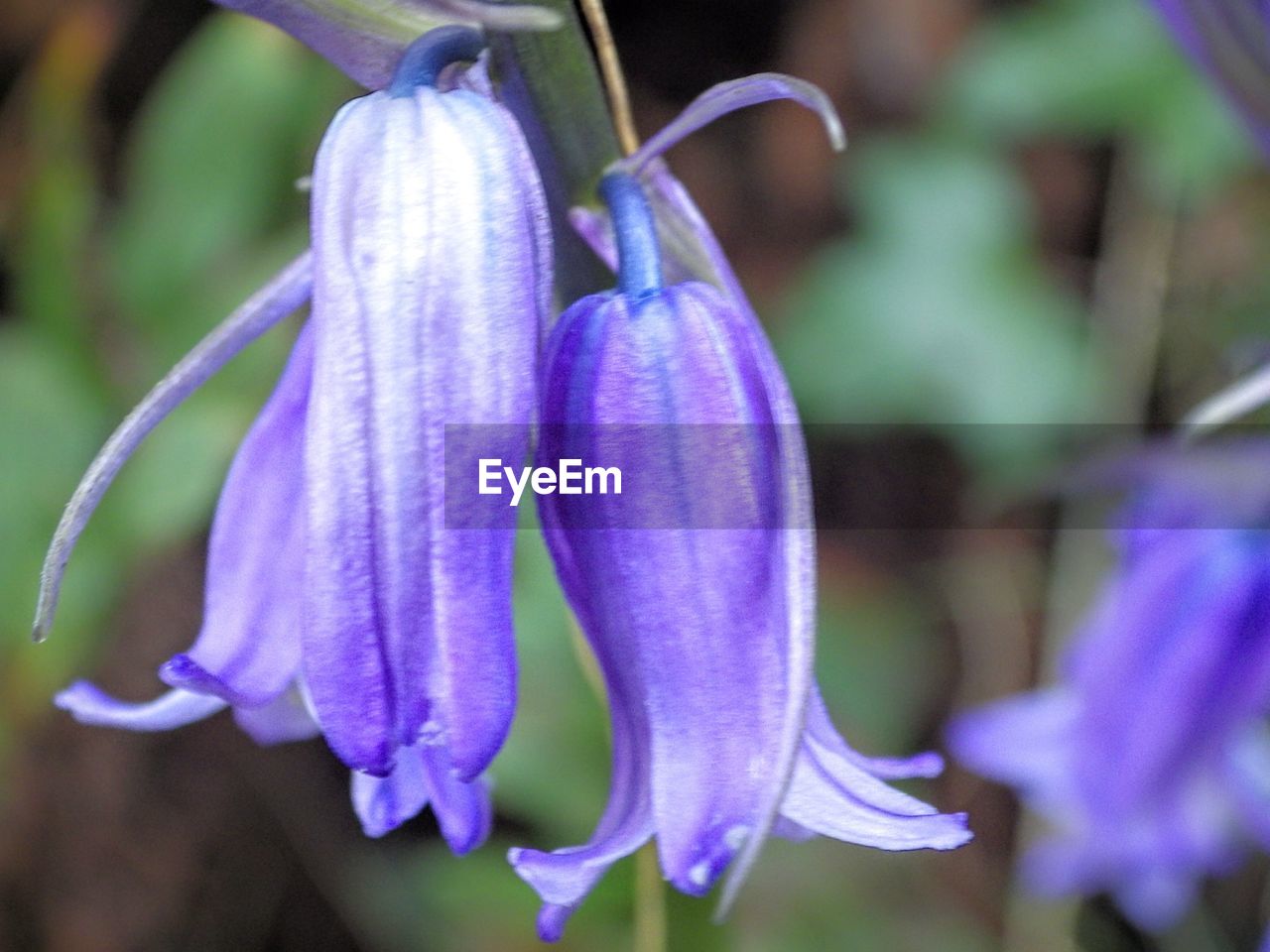 CLOSE-UP OF PURPLE FLOWERS BLOOMING