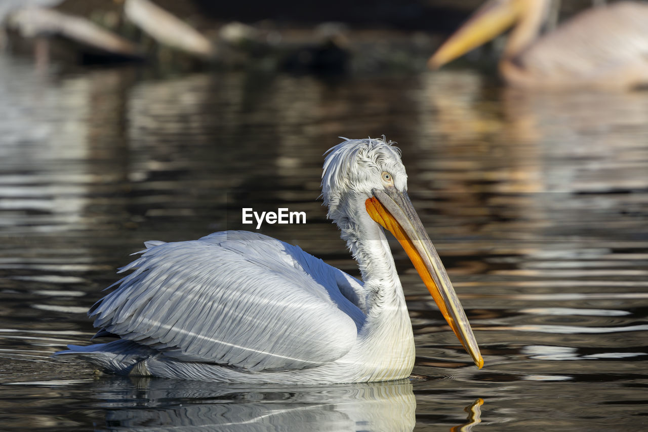 VIEW OF A BIRD