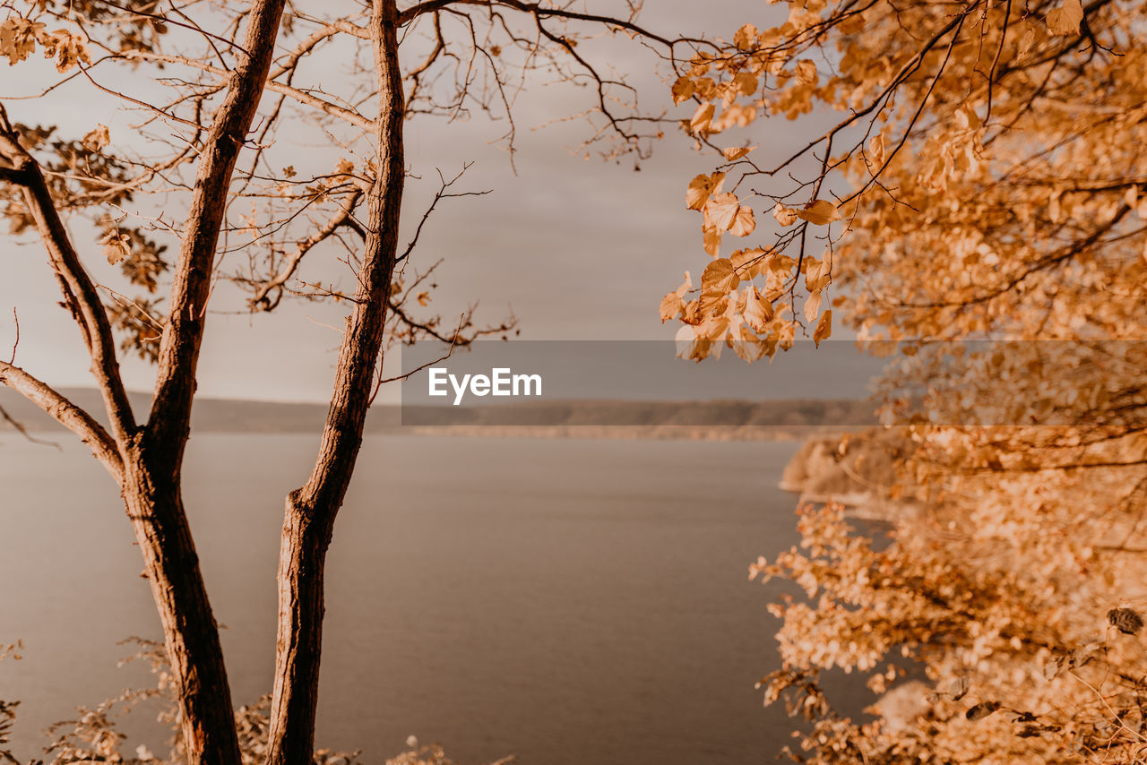 tree by lake