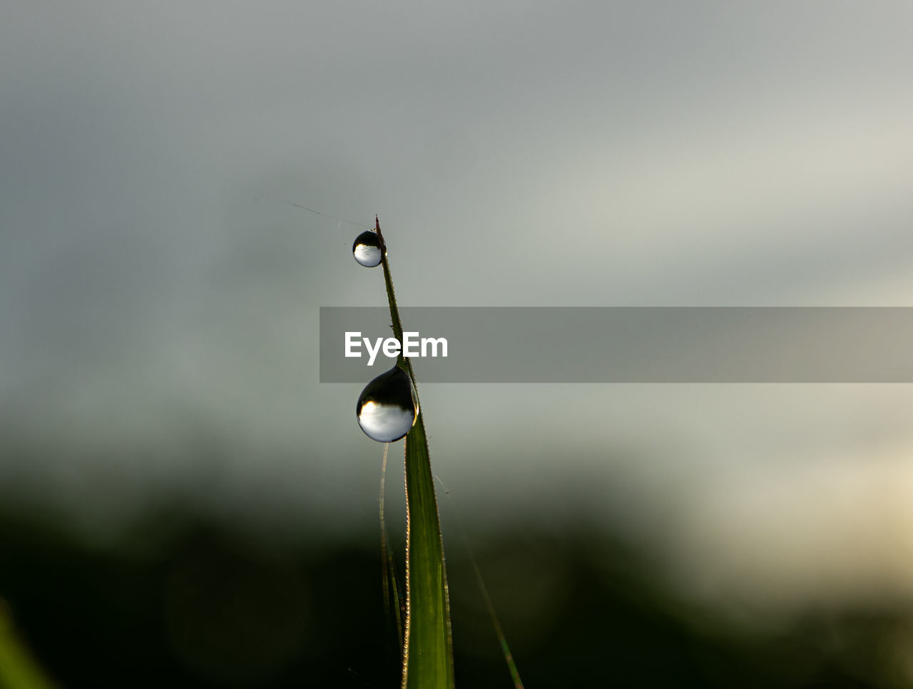 CLOSE-UP OF DEW DROP ON GRASS