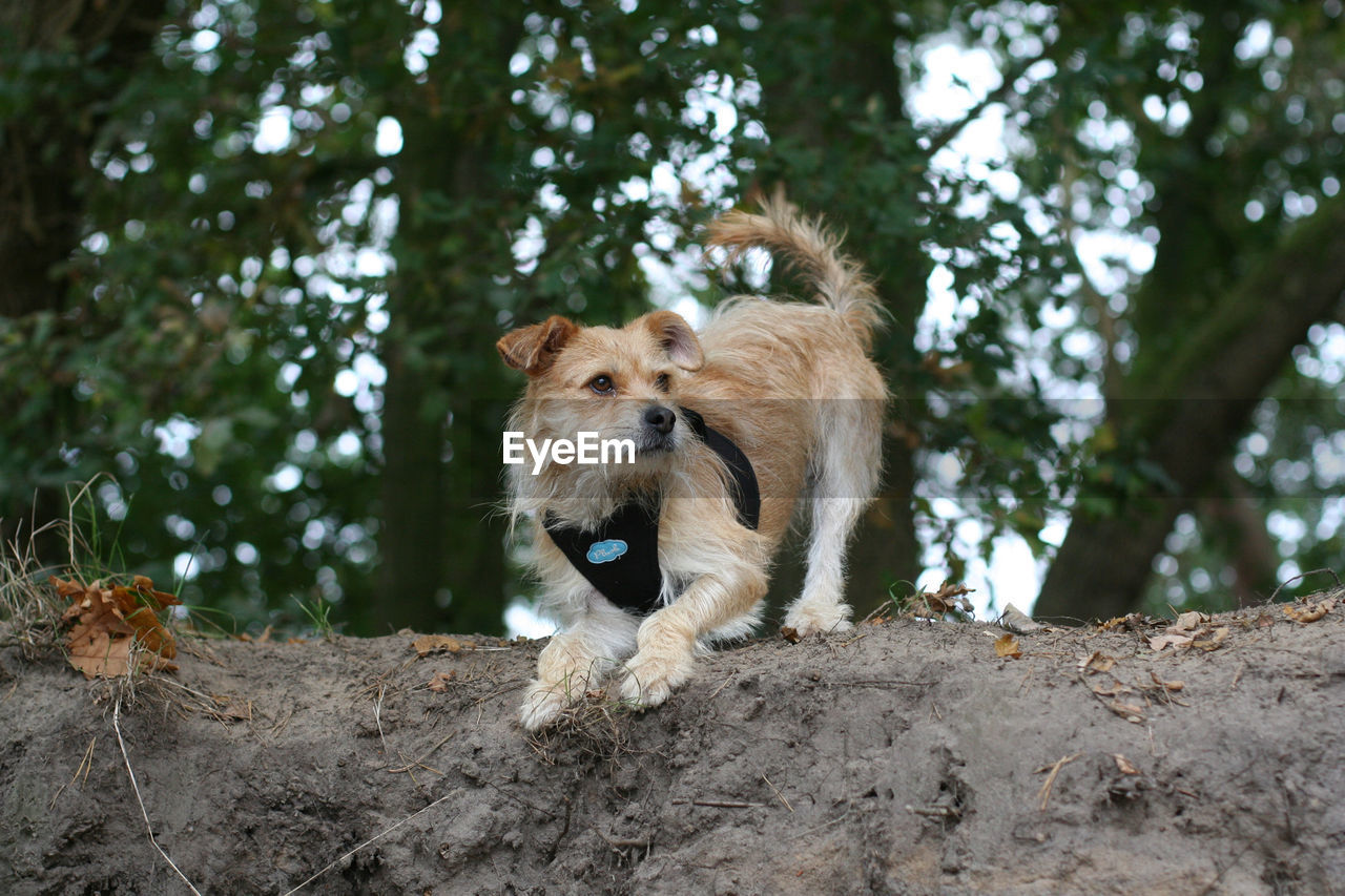 Dog on sand against trees