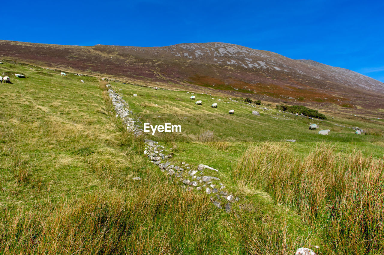 SCENIC VIEW OF FIELD AGAINST BLUE SKY