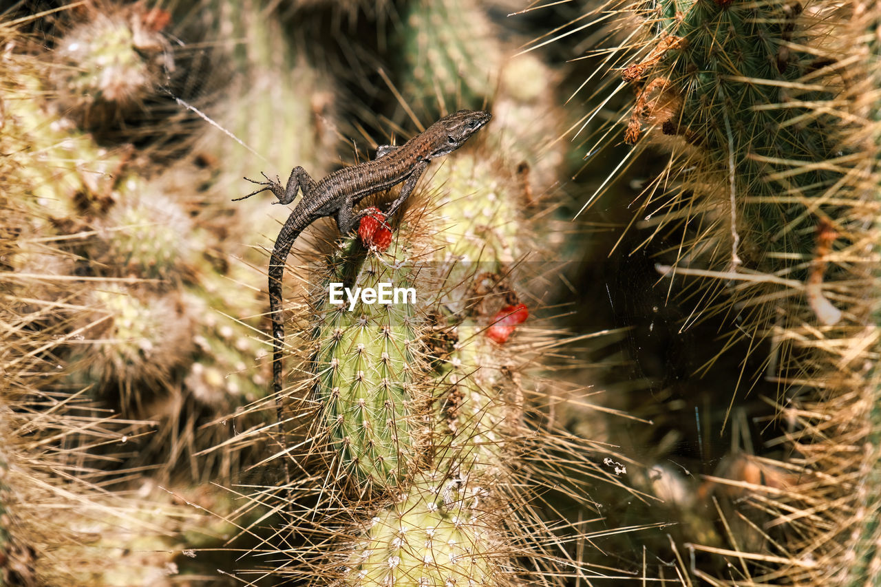 Close-up of a lizard on a cactus