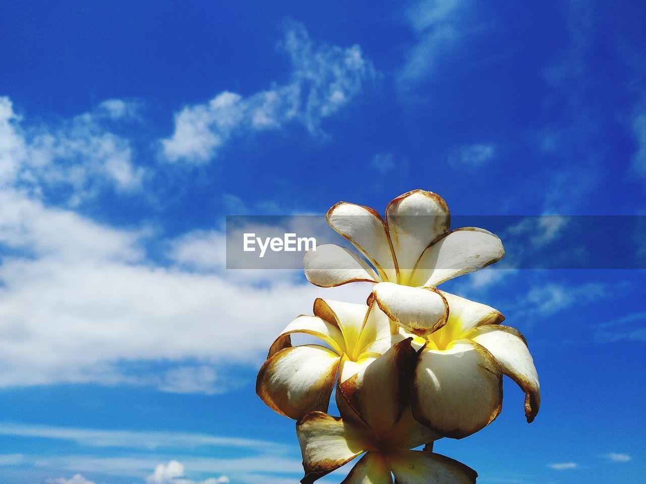 Low angle view of flowering plant against blue sky