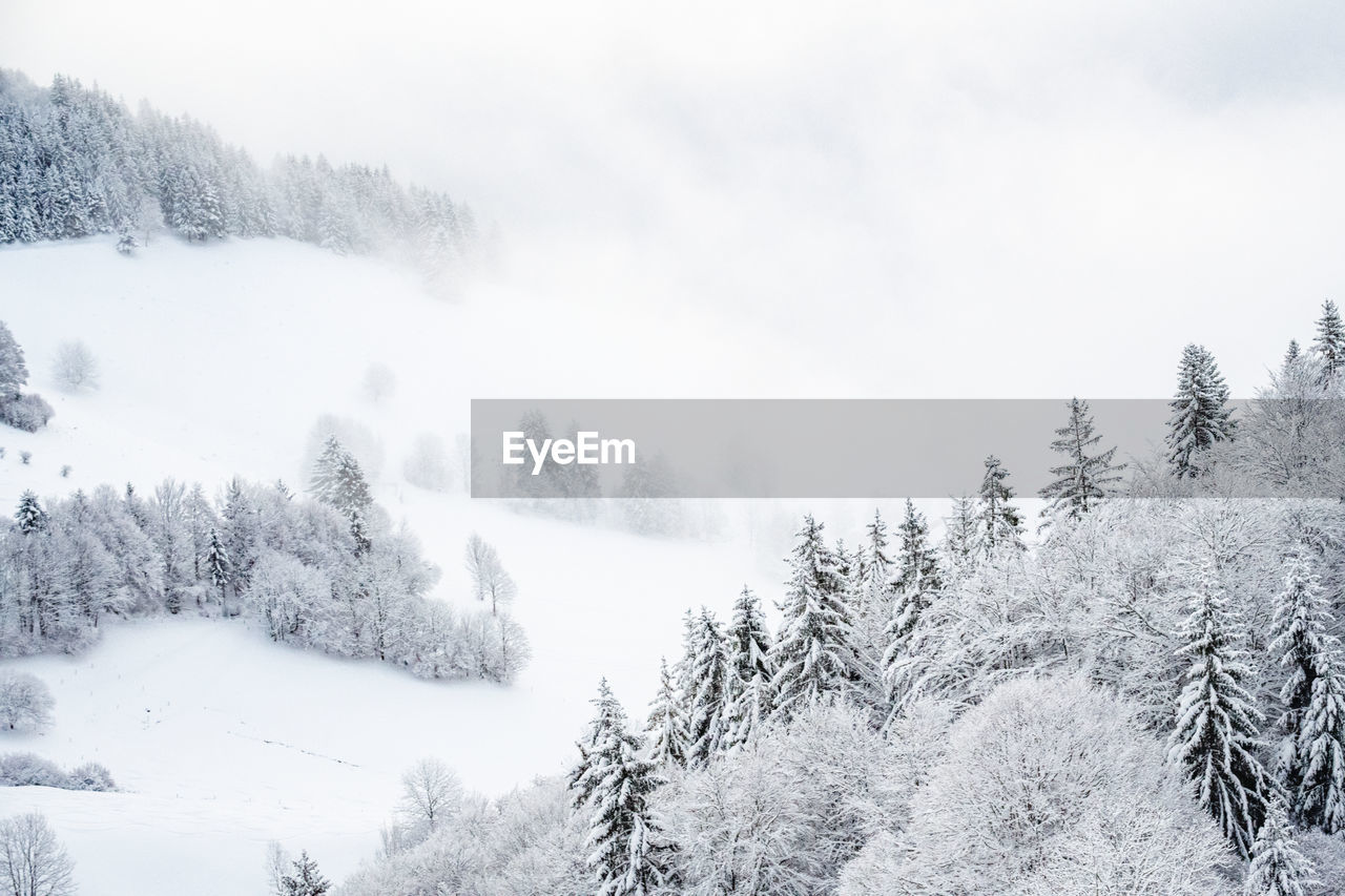 Snow covered pine trees in forest against sky