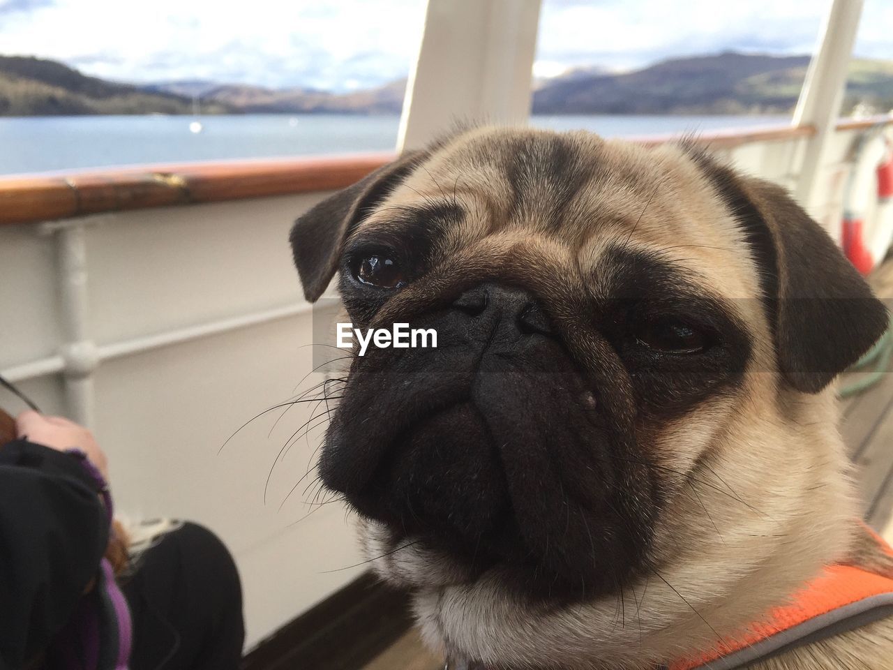 Close-up of pug on cruiseship