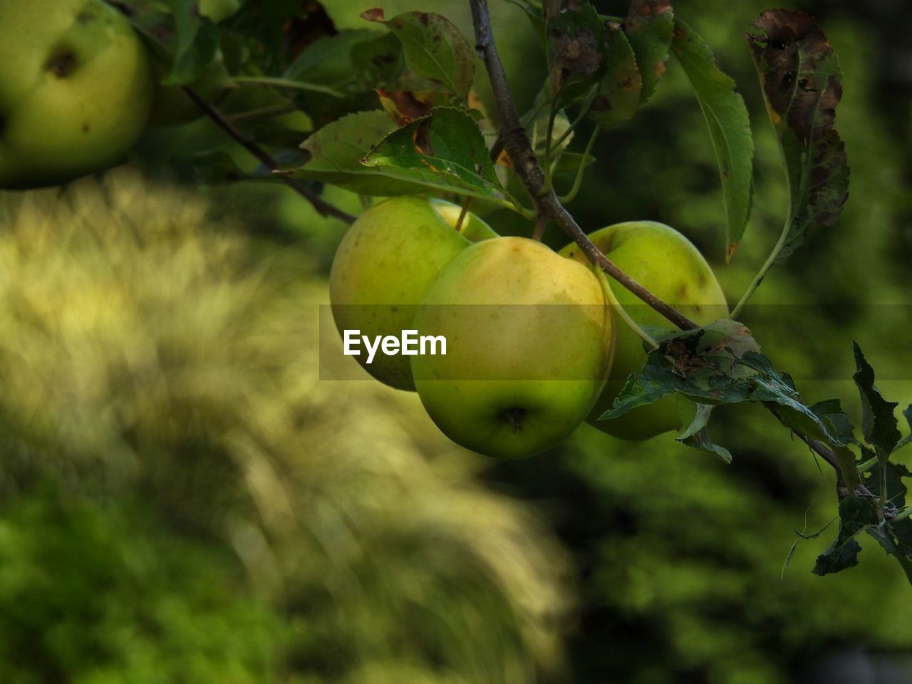 CLOSE-UP OF FRESH FRUIT TREE