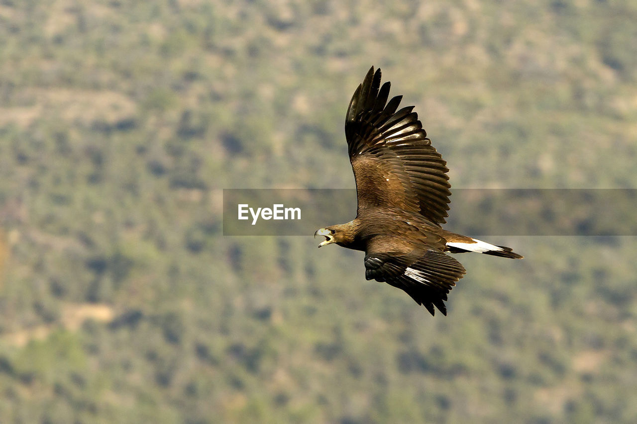 SIDE VIEW OF EAGLE FLYING