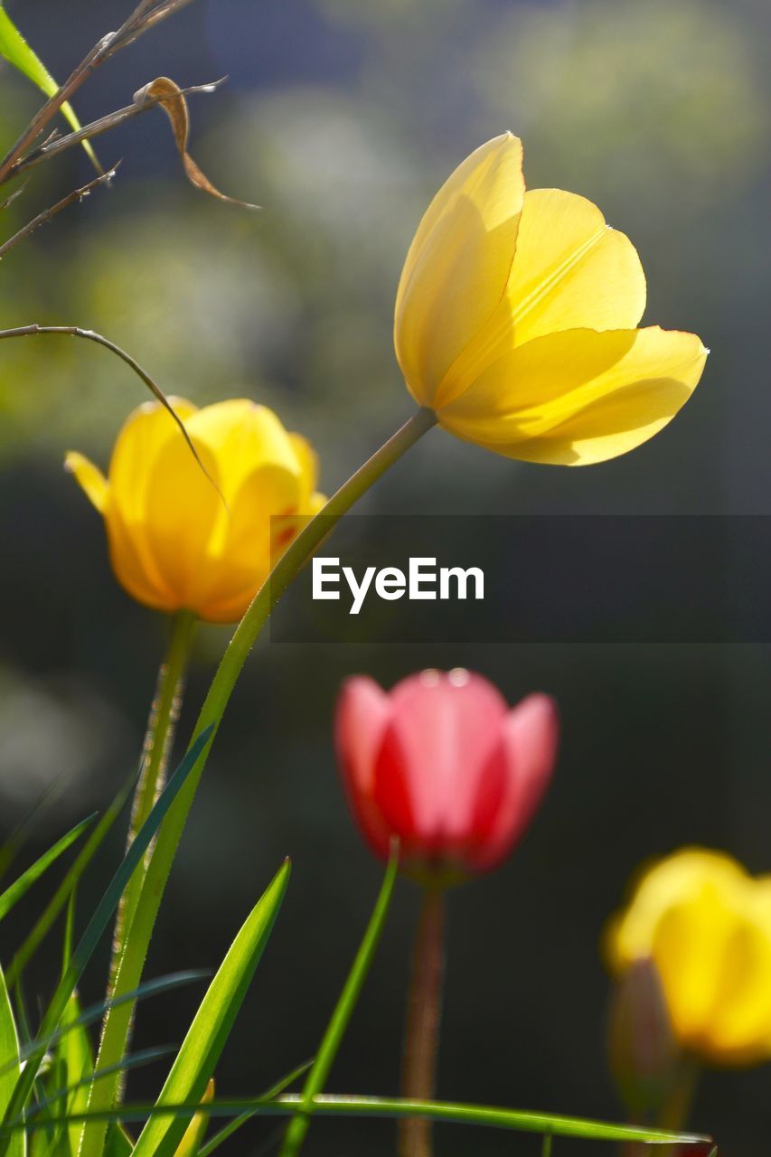 Close-up of yellow crocus blooming outdoors