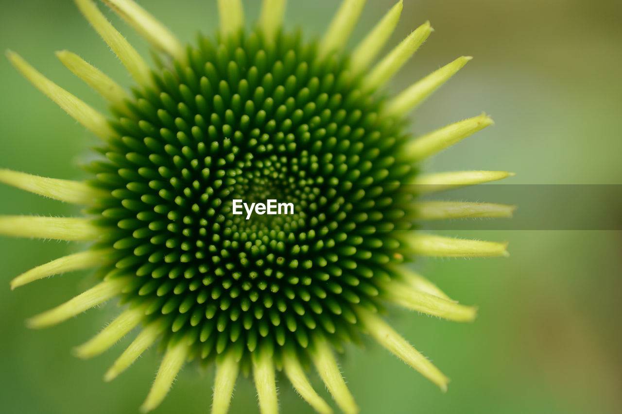 CLOSE UP OF BLUE CONEFLOWER