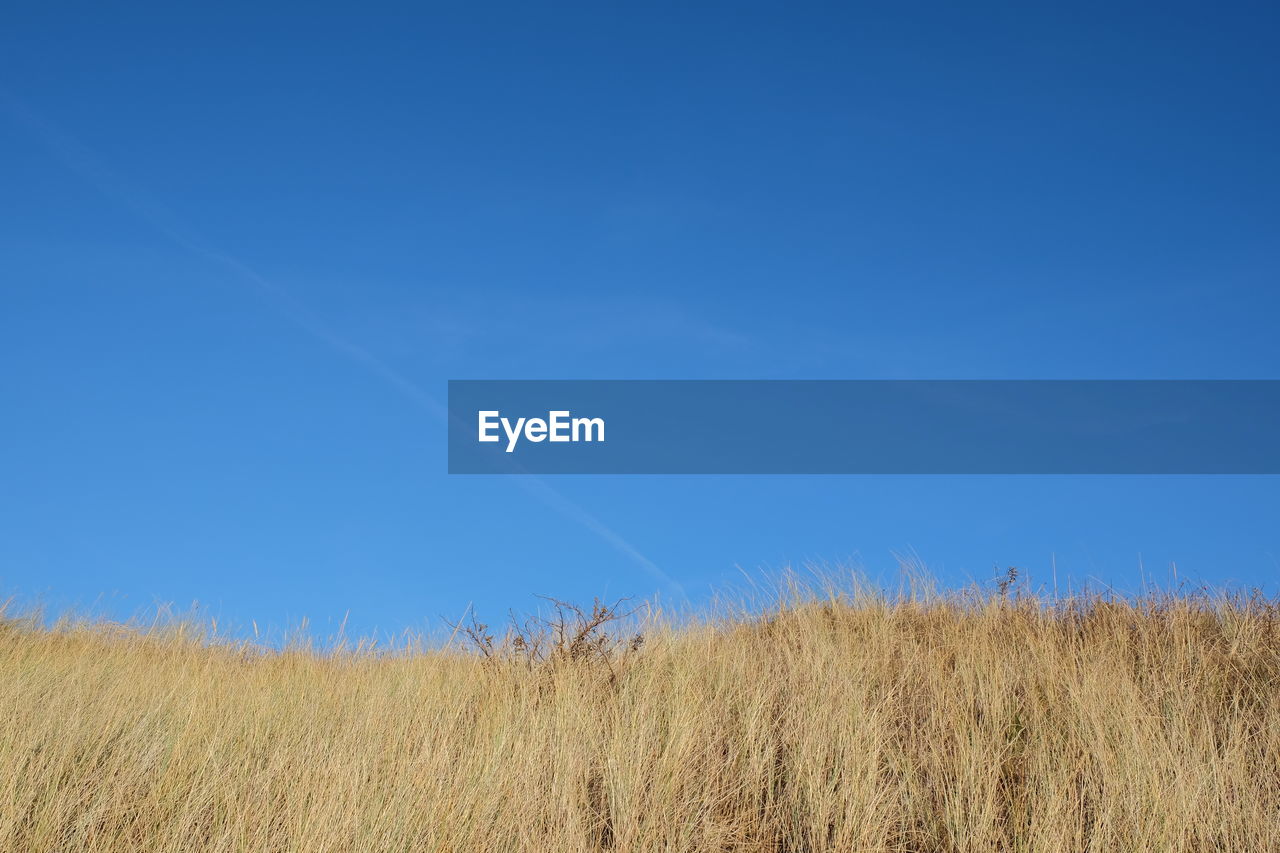 Scenic view of agricultural field against clear blue sky