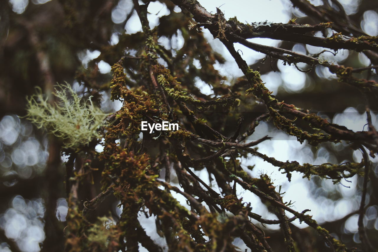 Low angle view of tree branches during winter