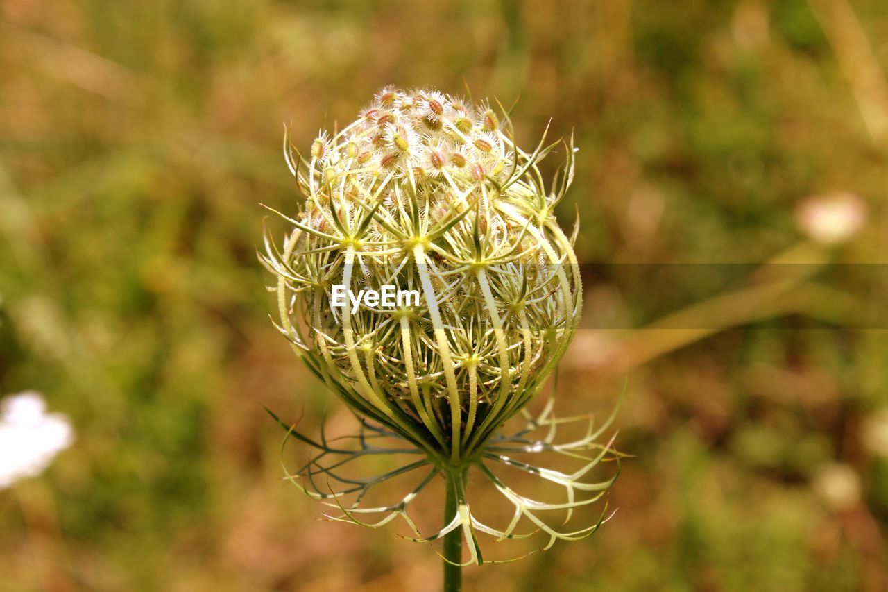 Close-up of flower against blurred background