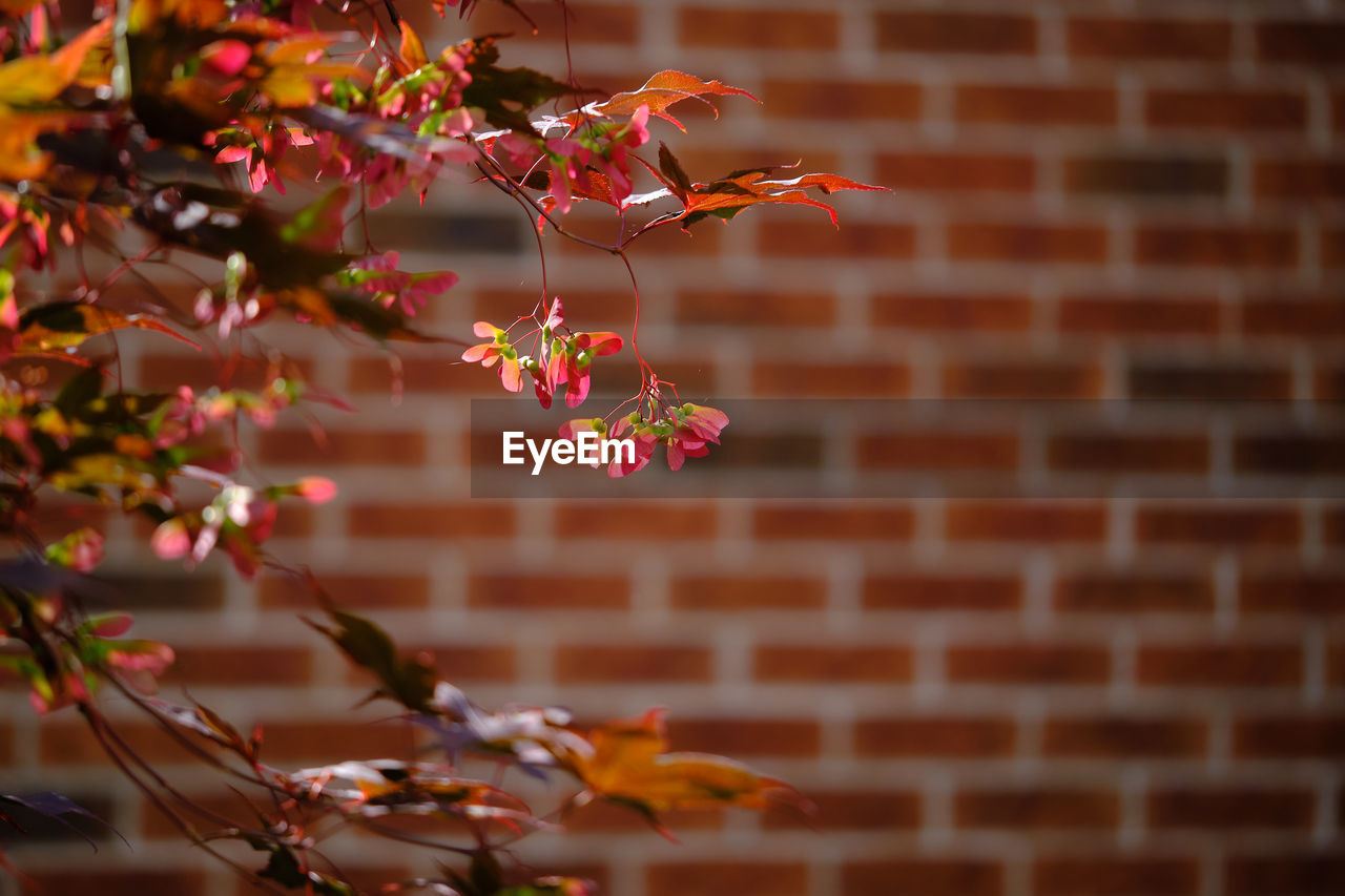 CLOSE-UP OF PINK FLOWERING PLANT AGAINST WALL