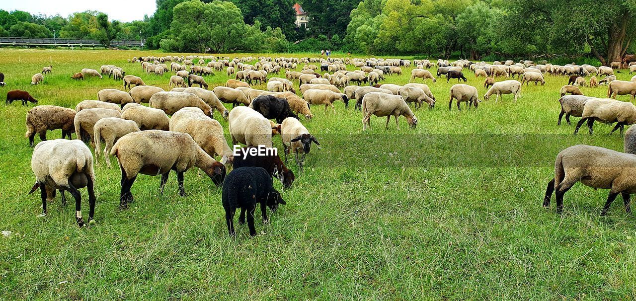 SHEEP GRAZING IN FIELD